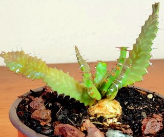 Planta.Caudex.Euphorbia Stellata.