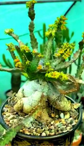 Planta.Caudex.Euphorbia Stellata.