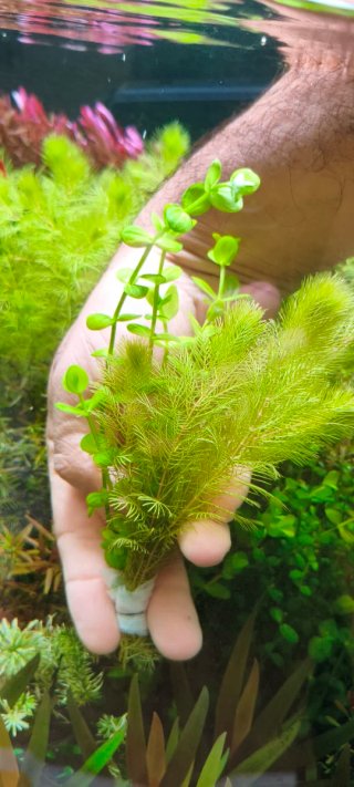 Plantas de acuario 15€