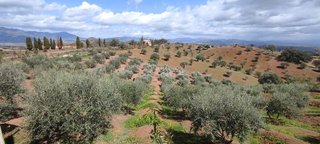 Terreno en venta en Coín