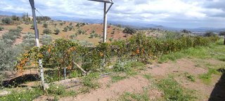 Terreno en venta en Coín