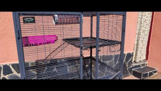 Jaula Critter Nation Double con accesorios