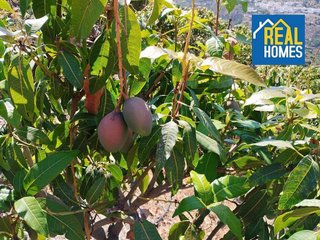 Terreno en venta en Sayalonga