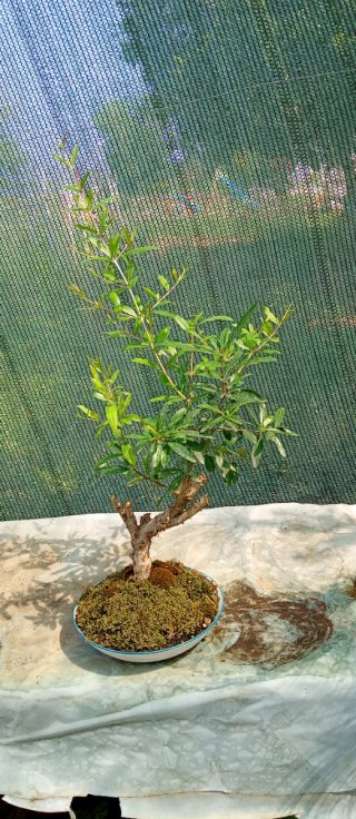 Bonsai Melograno Stile Yamadori