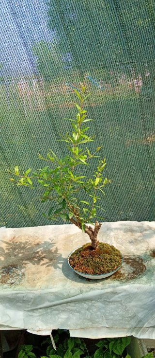 Bonsai Melograno Stile Yamadori