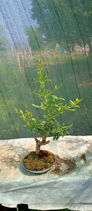 Bonsai Melograno Stile Yamadori