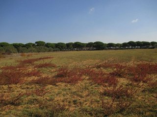 Terreno en venta en Conil en Conil de la Frontera