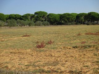 Terreno en venta en Conil en Conil de la Frontera