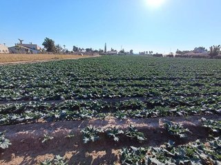 Terreno en venta en Crevillent