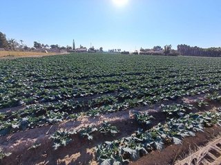 Terreno en venta en Crevillent