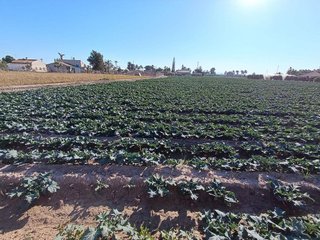 Terreno en venta en Crevillent