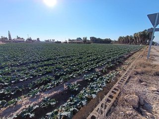 Terreno en venta en Crevillent