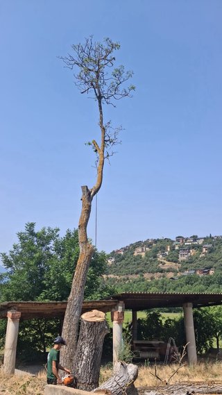Servicios  forestales
