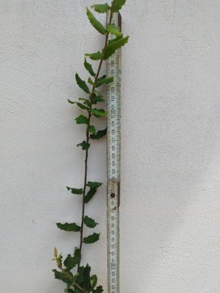 Quercia Roverella Piantine
