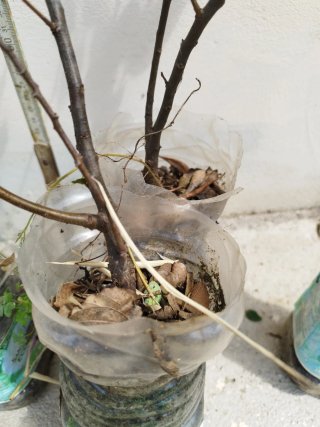 Quercia Roverella Piantine