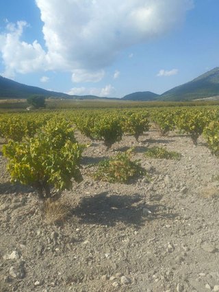 Solar en venta en Bullas