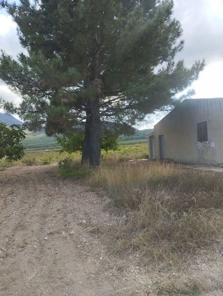Solar en venta en Bullas
