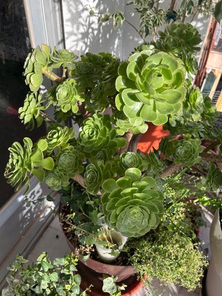 Plantas Variedad