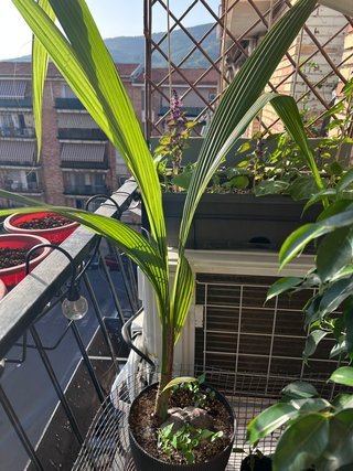 Plantas Variedad