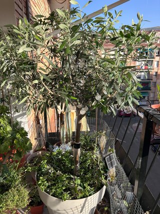 Plantas Variedad