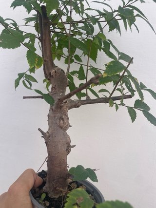 Bonsái Ulmus pumila (Olmo Siberiano)