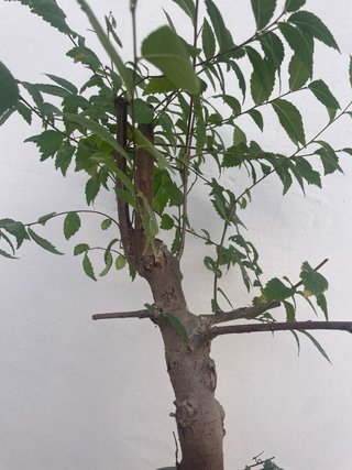 Bonsái Ulmus pumila (Olmo Siberiano)