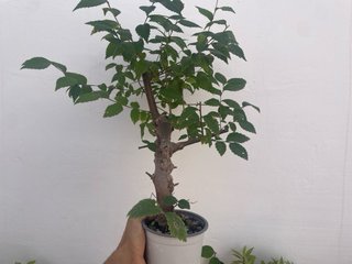 Bonsái Ulmus pumila (Olmo Siberiano)