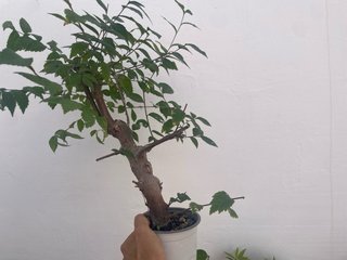 Bonsái Ulmus pumila (Olmo Siberiano)