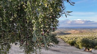 Terreno en venta en Torre del Campo
