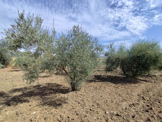 Terreno en venta en Coín