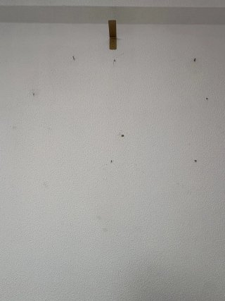 Manitas A Coruña
