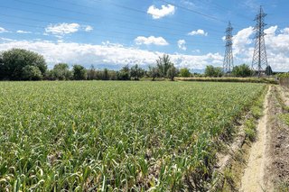 Terreno en venta en Casco Histórico en Churriana de la Vega