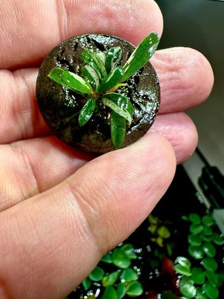 BUCEPHALANDRA VARIEGATA