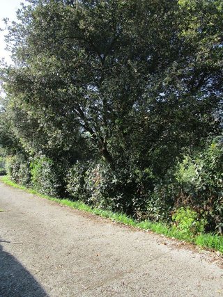 Terreno en venta en Lekeitio