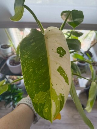 Philodendron Jose Buono