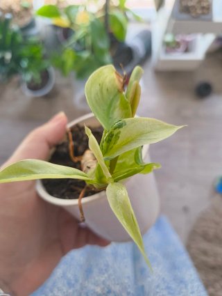 Philodendron Jose Buono