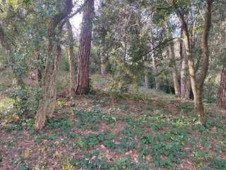 Terreno en alquiler en Sant Pere de Vilamajor