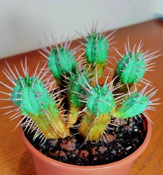 Planta.Euphorbia Agregatta.