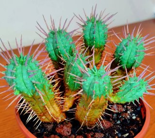 Planta.Euphorbia Agregatta.