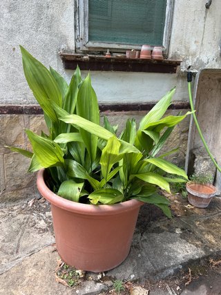 Planta de interior grande