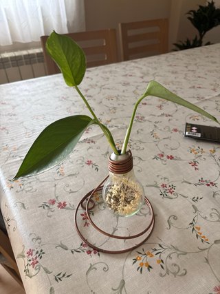 Bombilla Decorativa con Flores Secas