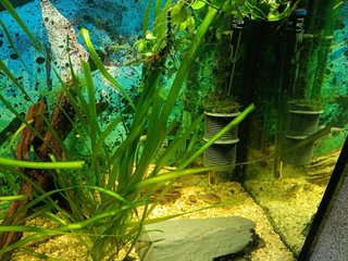 Acuario 120x60x40cm de capacidad 300l~