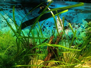 Acuario 120x60x40cm de capacidad 300l~