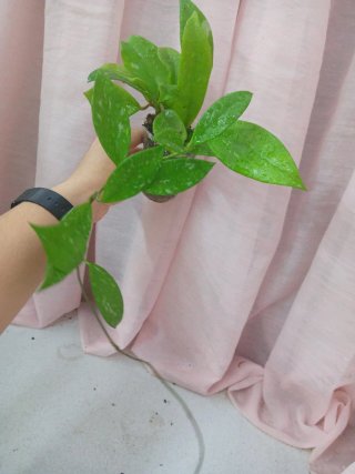 Hoya Pubicalyx