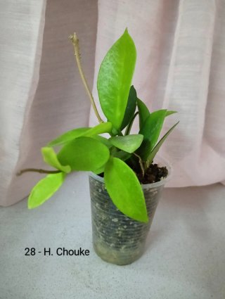 Hoya Chouke