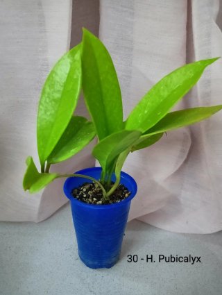 Hoya Pubicalyx
