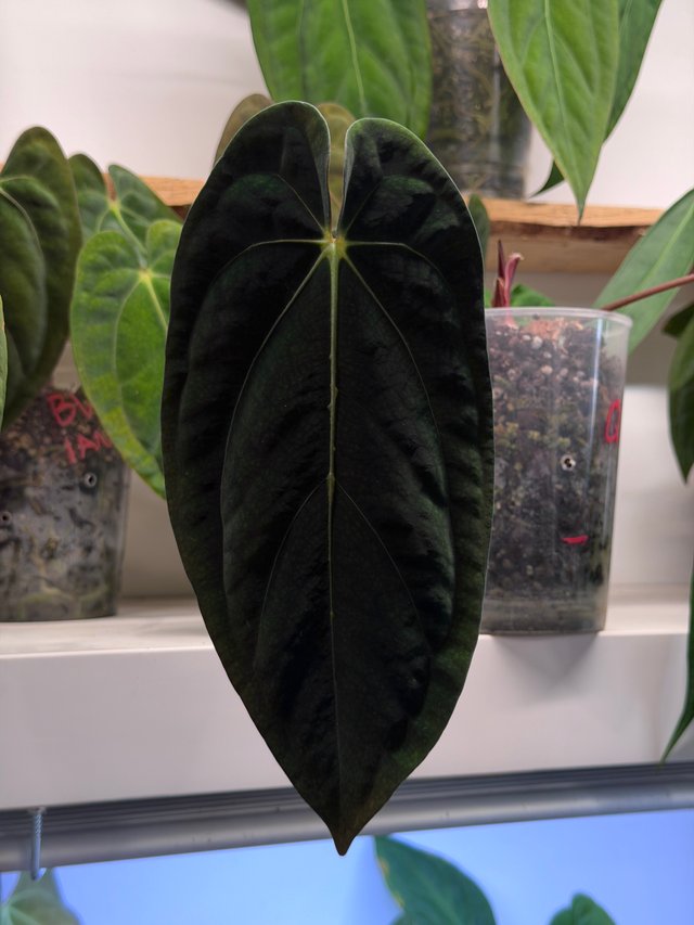 Anthurium Pap. sp BV x ((Carla x Antolakii)xDP) Q