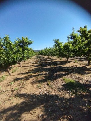 Terreno en venta en Bullas