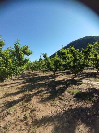 Terreno en venta en Bullas
