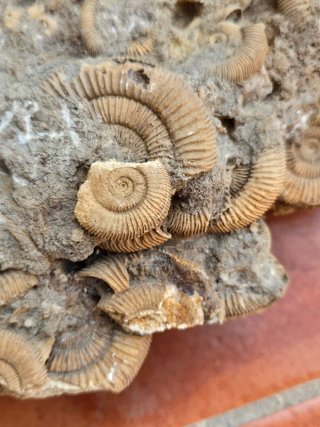 Ammonites Dactylioceras fosil de Schlaifhausen